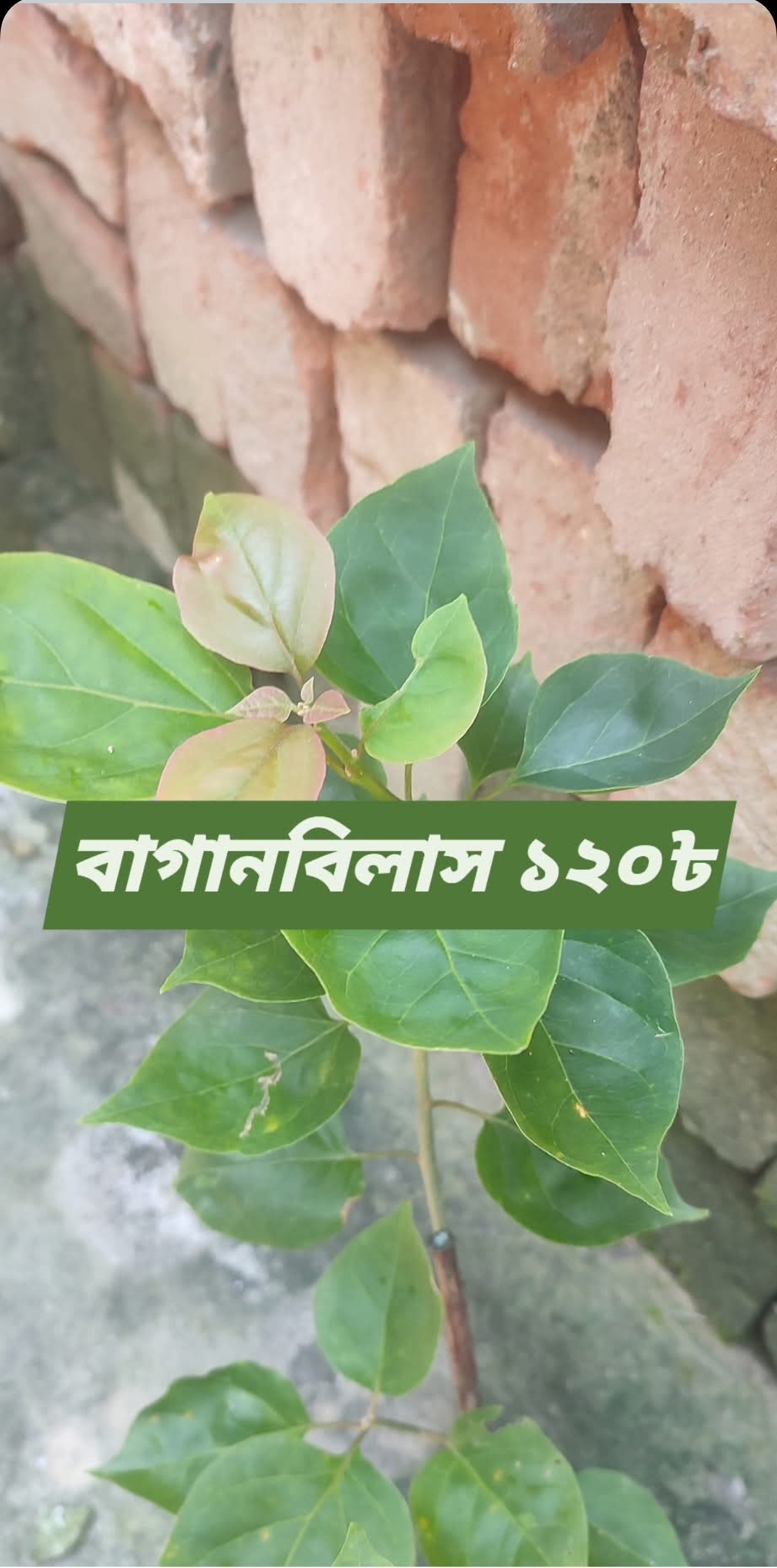 বাগান বিলাস