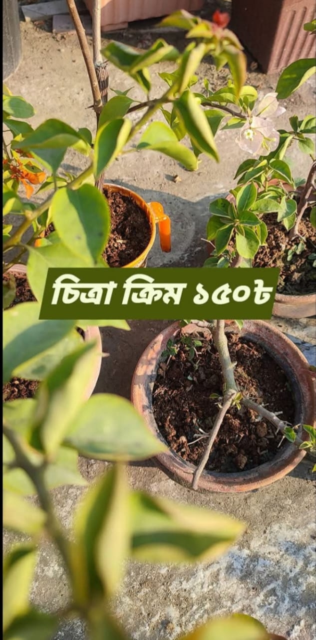 চিত্রা ক্রিম
