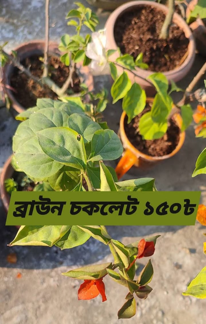 ব্রাউন চকলেট