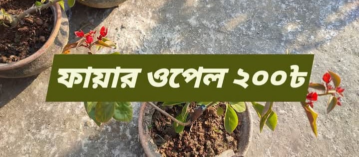 ফায়ার ওপেল